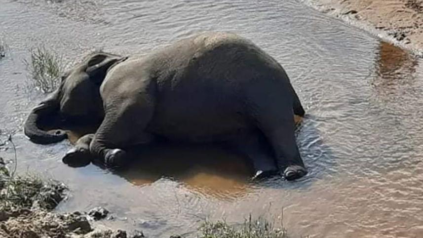 Endangered_Elephant_Lama.jpg