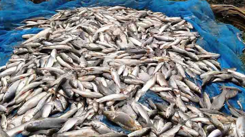 fish.jpg