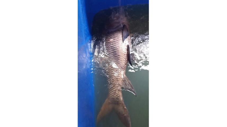 fish.jpg