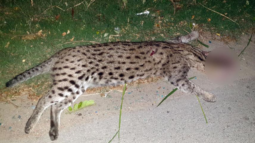Fish_Cat_Manikganj
