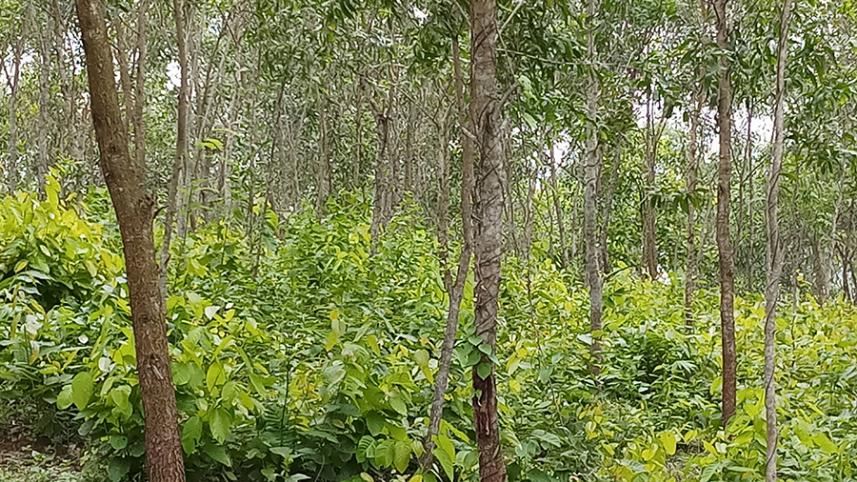 Gazipur banayan.jpg