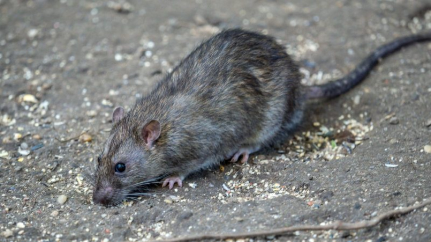 Hantavirus.jpg
