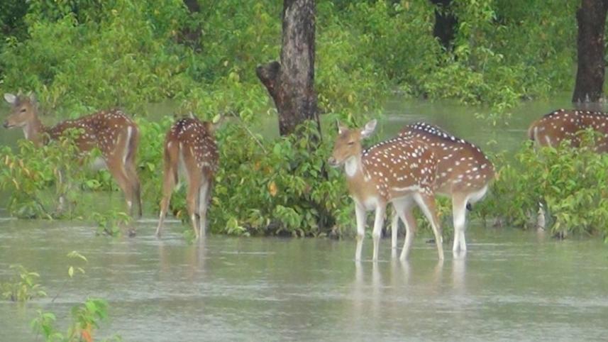 Hatiya Deer Pic 04.jpg