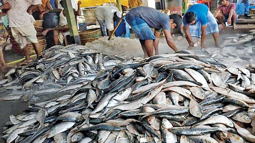 hilsa.jpg