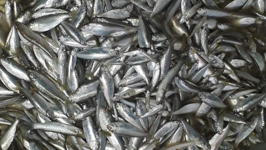 Hilsha_Fish_Manikganj