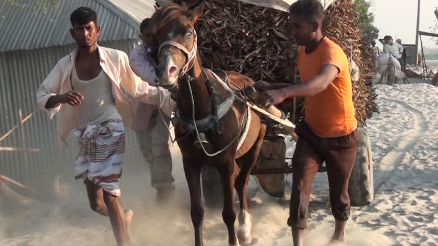 Horse_Lalmonirhat.jpg