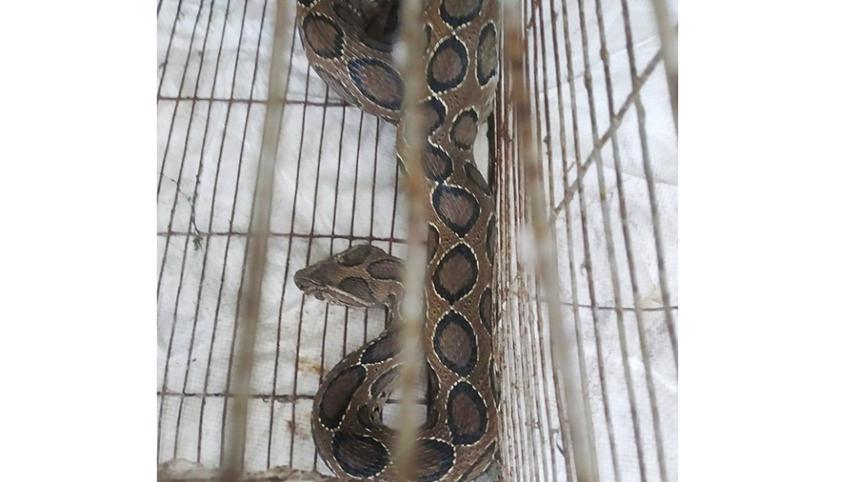 snake.jpg