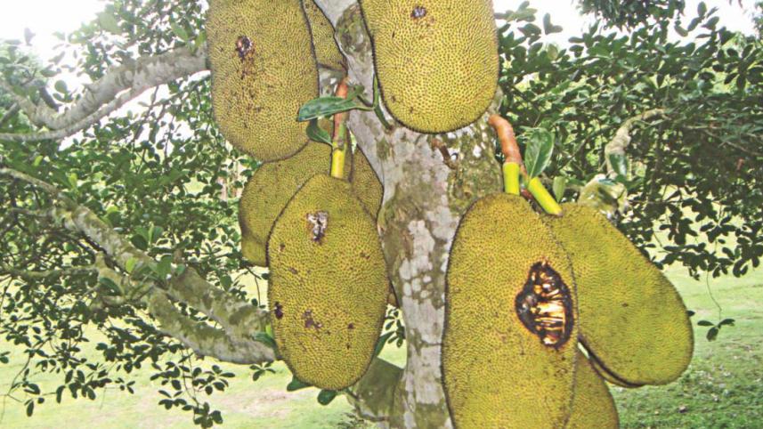 jackfruits