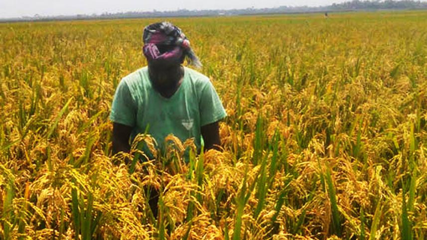 Joshore farmer.jpg