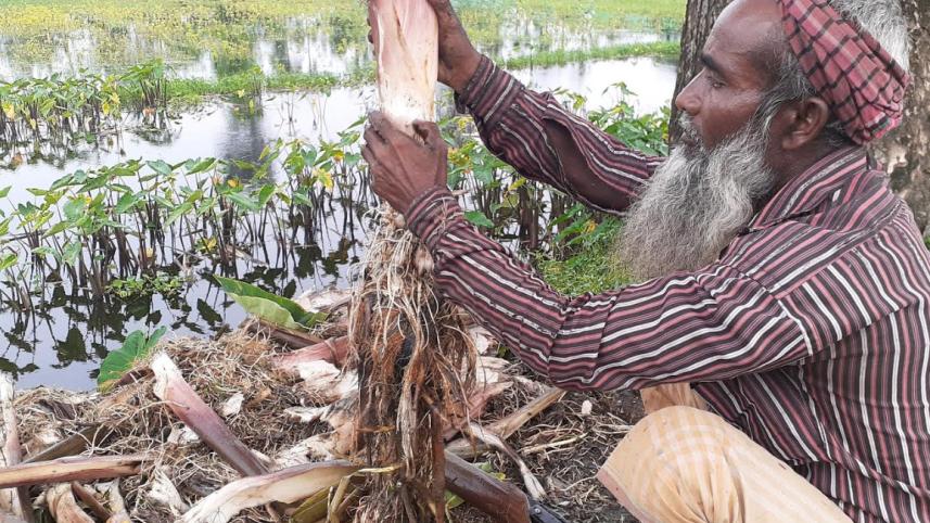 কাঠকচু 3.jpg