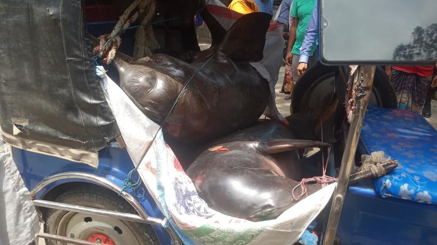 Kurigram dolphin-02.jpg