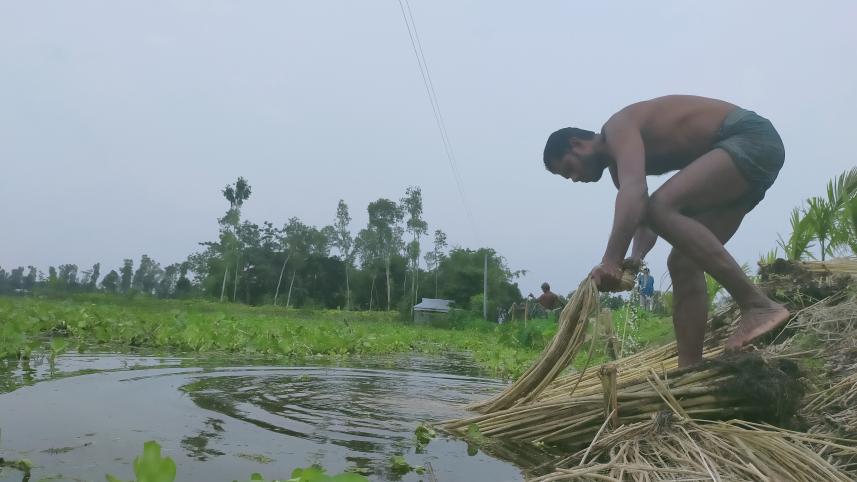 Kurigram jute-02 (24.08).jpg