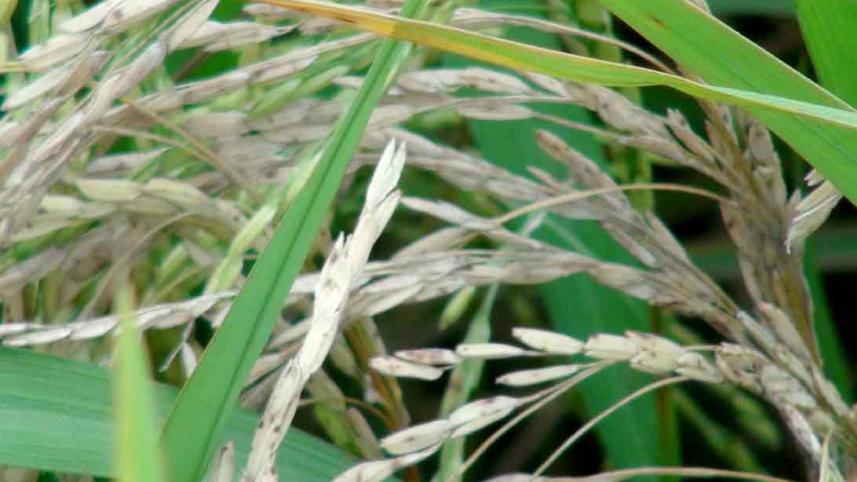 Lalmonirhat-boro-paddy.jpg