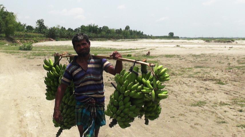 Lalmonirhat banana farmers.jpg