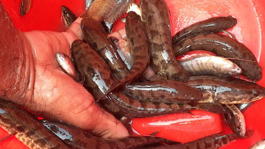 Lalmonirhat local fishes.jpg