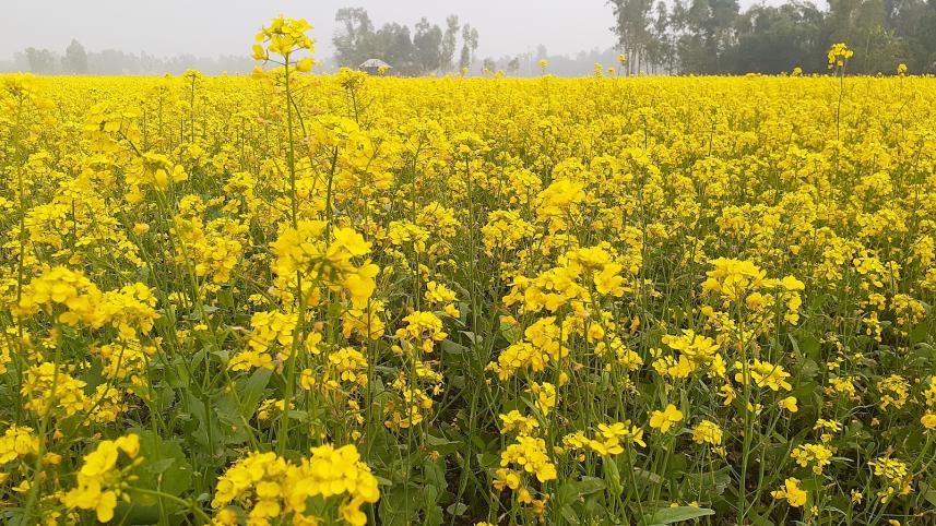 Lalmonirhat mustard-01.jpg