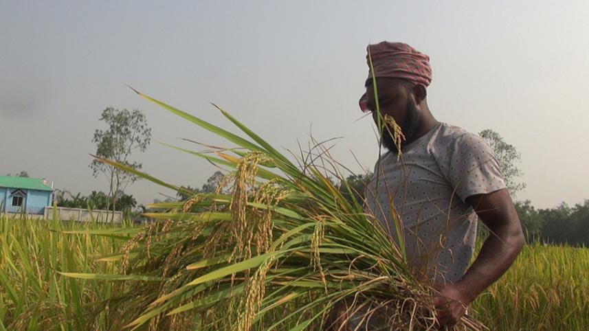 Lalmonirhat paddy-09.jpg