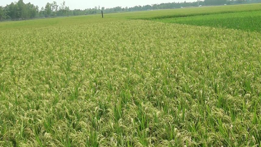 Lalmonirhat paddy.jpg