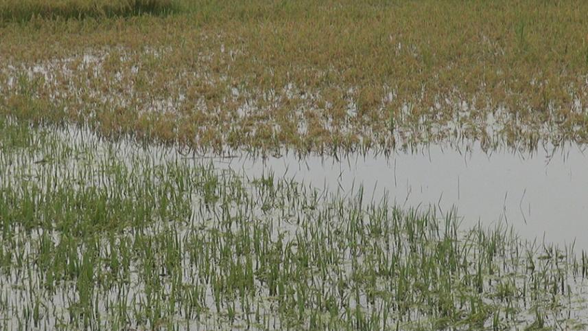 Lalmonirhat paddy.jpg