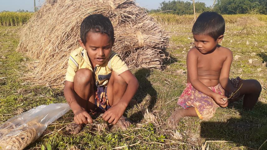 Lalmonirhat paddy collecting-01.jpg