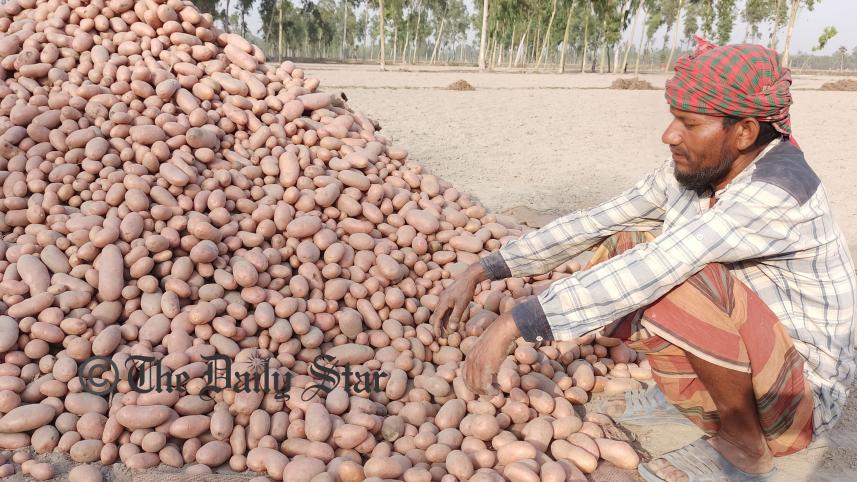 Lalmonirhat potatoes-03.jpg