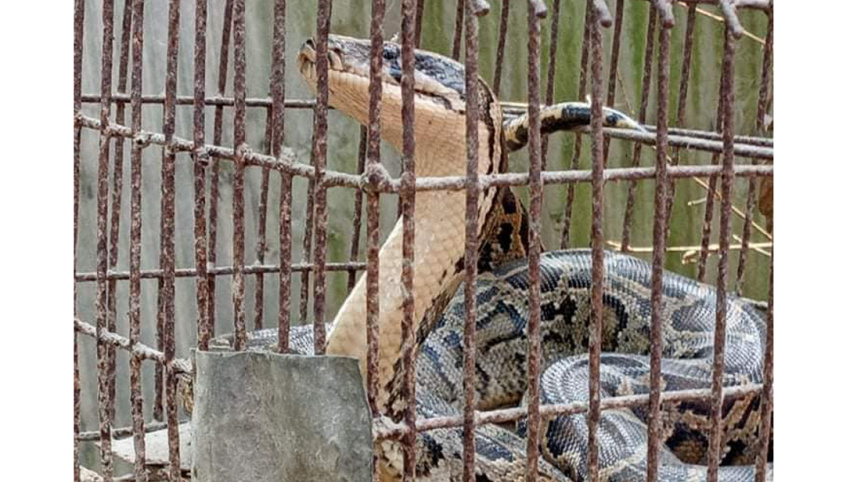 Lalmonirhat python.jpg