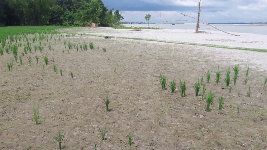 Lalmonirhat sandy land.jpg