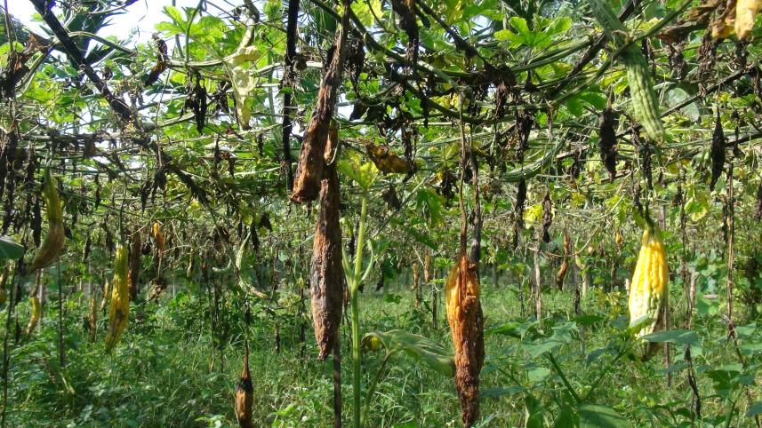 Lalmonirhat vegtable seeds.jpg