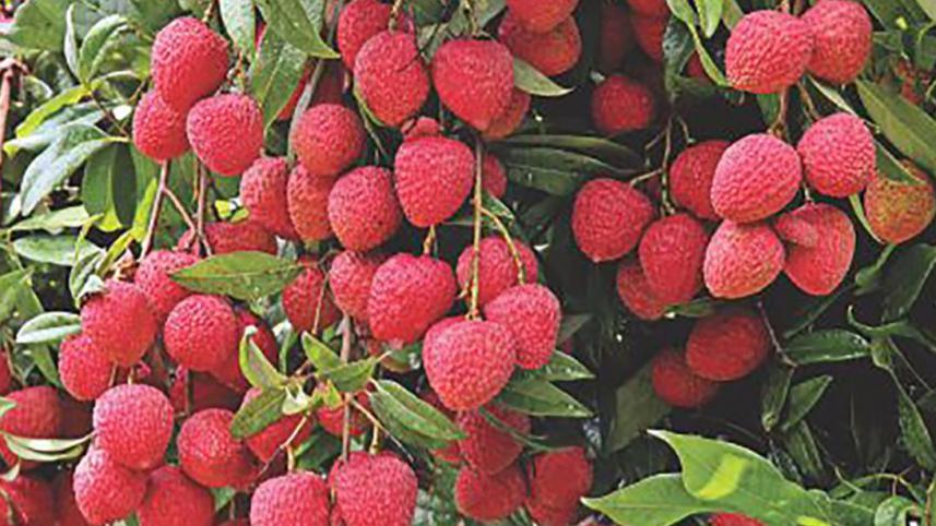 litchi-new.jpg