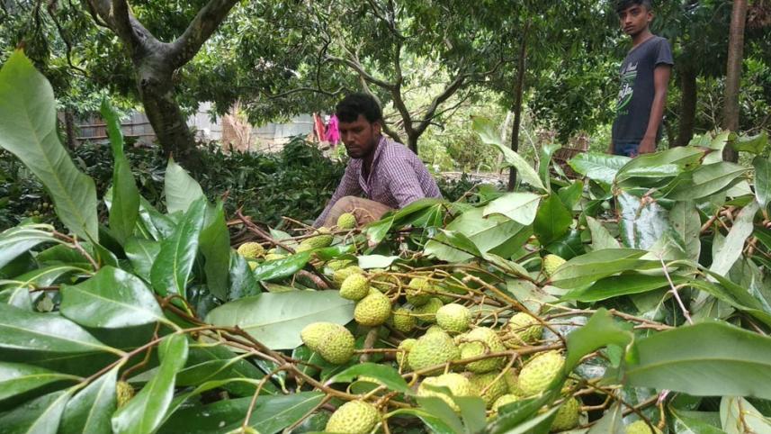 Litchi damage.jpg