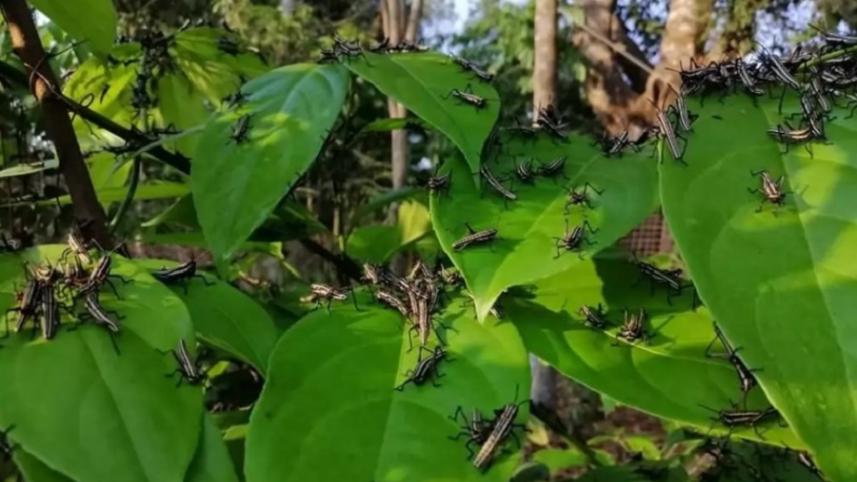 locust-like-insect_palo.jpg