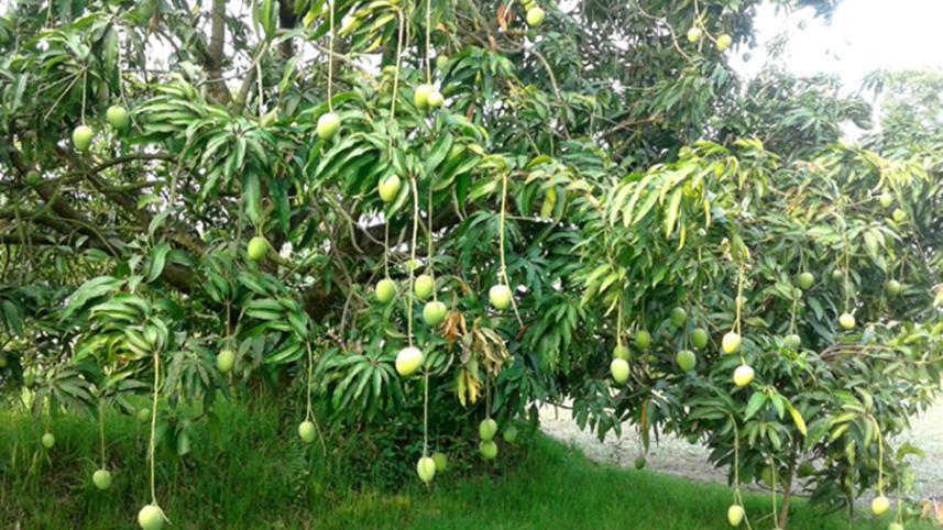 mango shatkhira.jpg