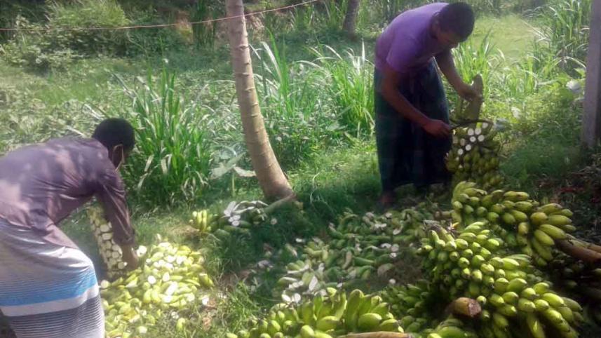 Manikganj-banana.jpg