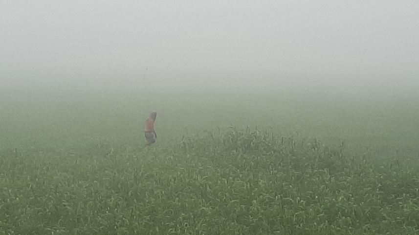 Manikganj fog damages crops-2.jpg