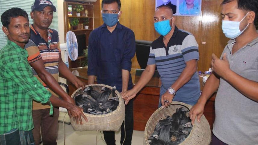 Moulavibazar_bird_30Jul20.jpg