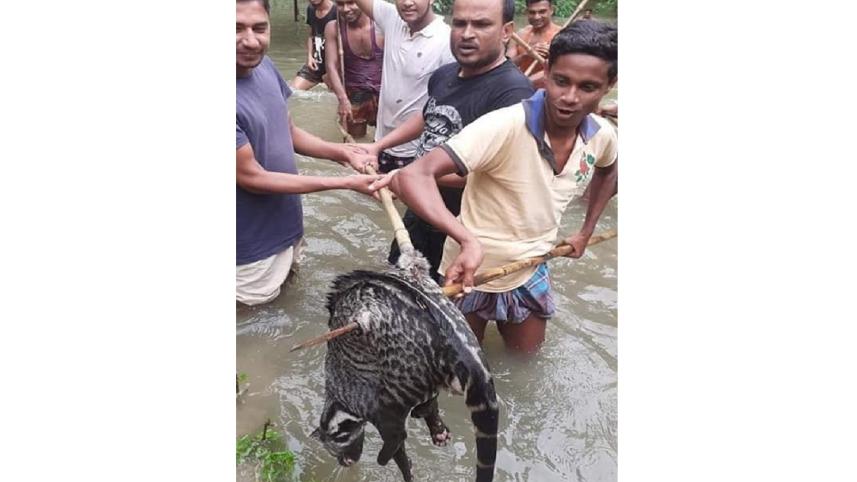 moulovibazar_wild_animal.jpg