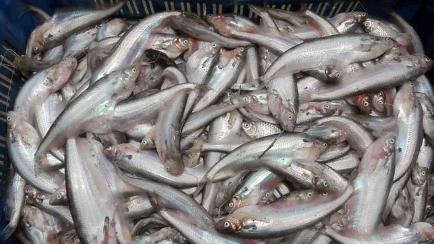 Mymensingh-fish-poisoned.jpg