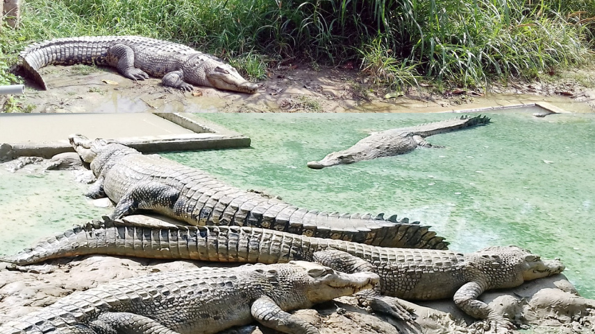 Mymensingh croc farm.jpg