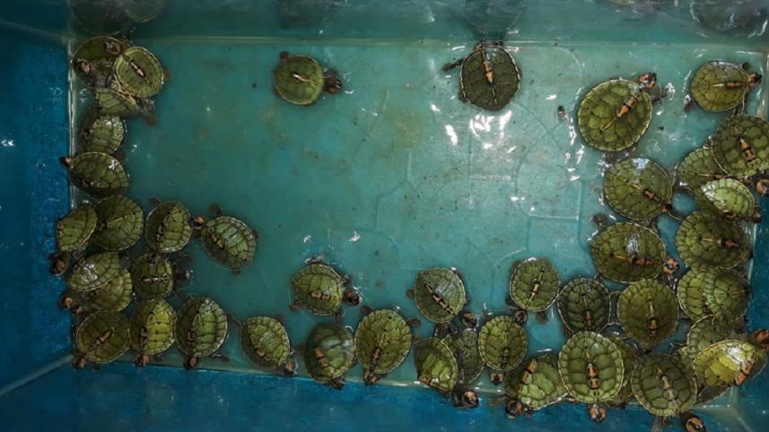 Narayanganj_Wildlife_photo_07.jpg
