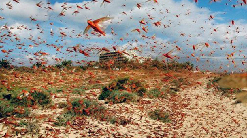 pangapal-599x337.jpg