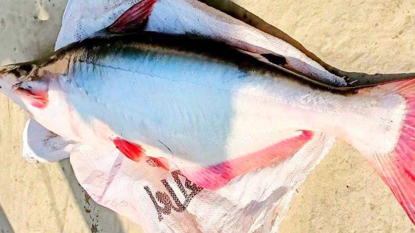 pangasius fish.jpg
