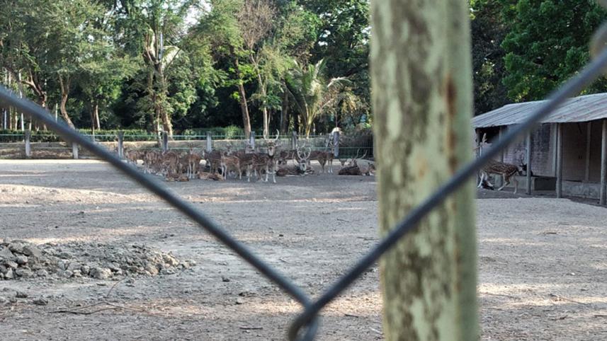 Rajshahi_Deer
