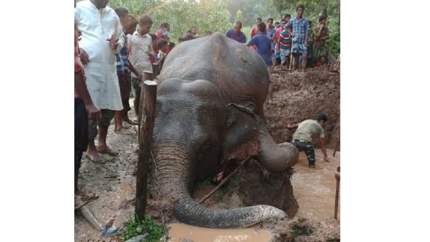 Sherpur elephant found dead-02.jpg