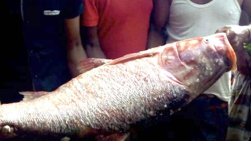 Silver carp