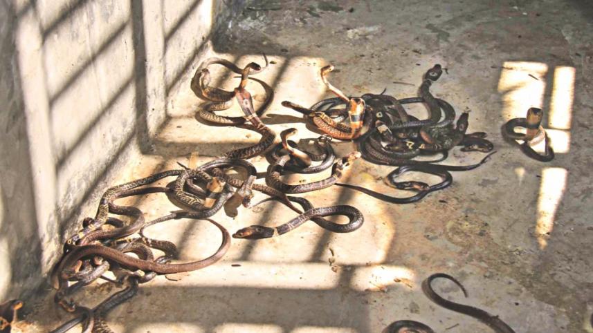 snake_farm.jpg