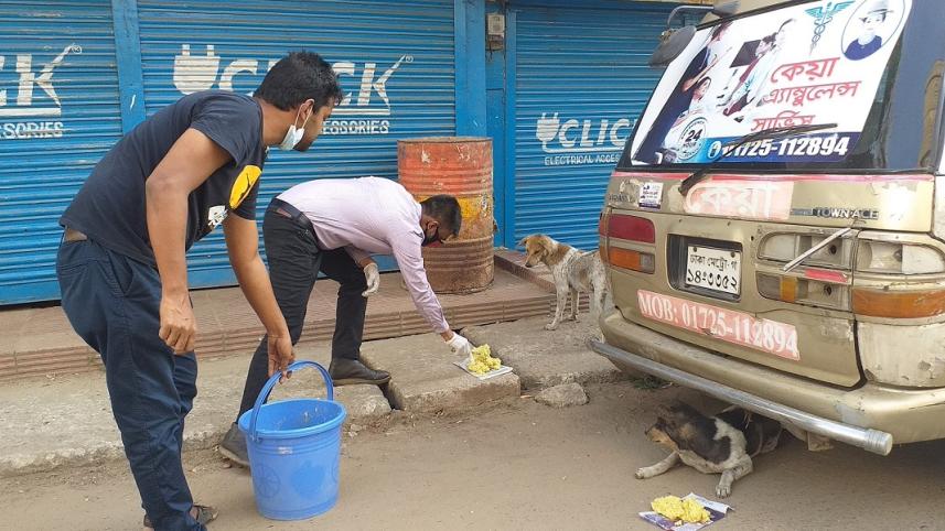 street_dogs.jpg