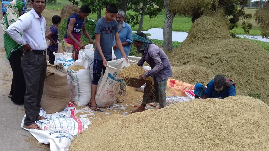 Sunamganj Paddy