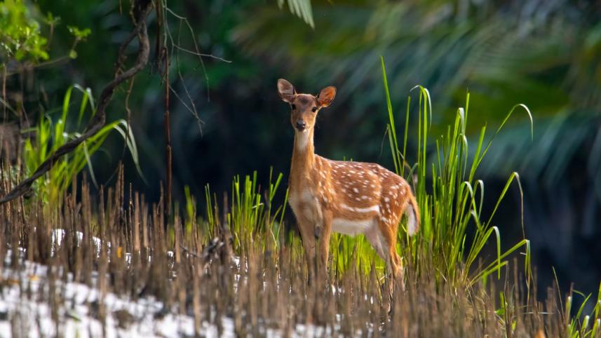 Sundarban