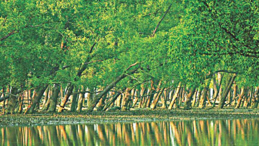 sundarbans_4.jpg