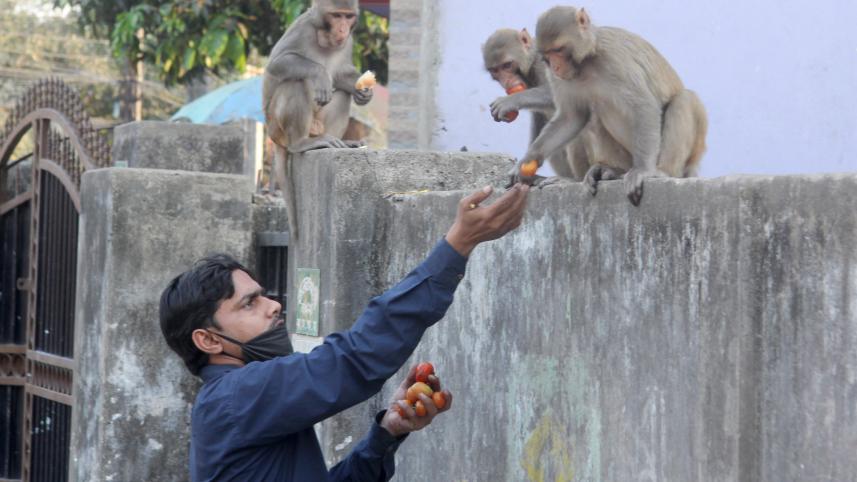 Sylhet Feeding Monkeys (4).jpg